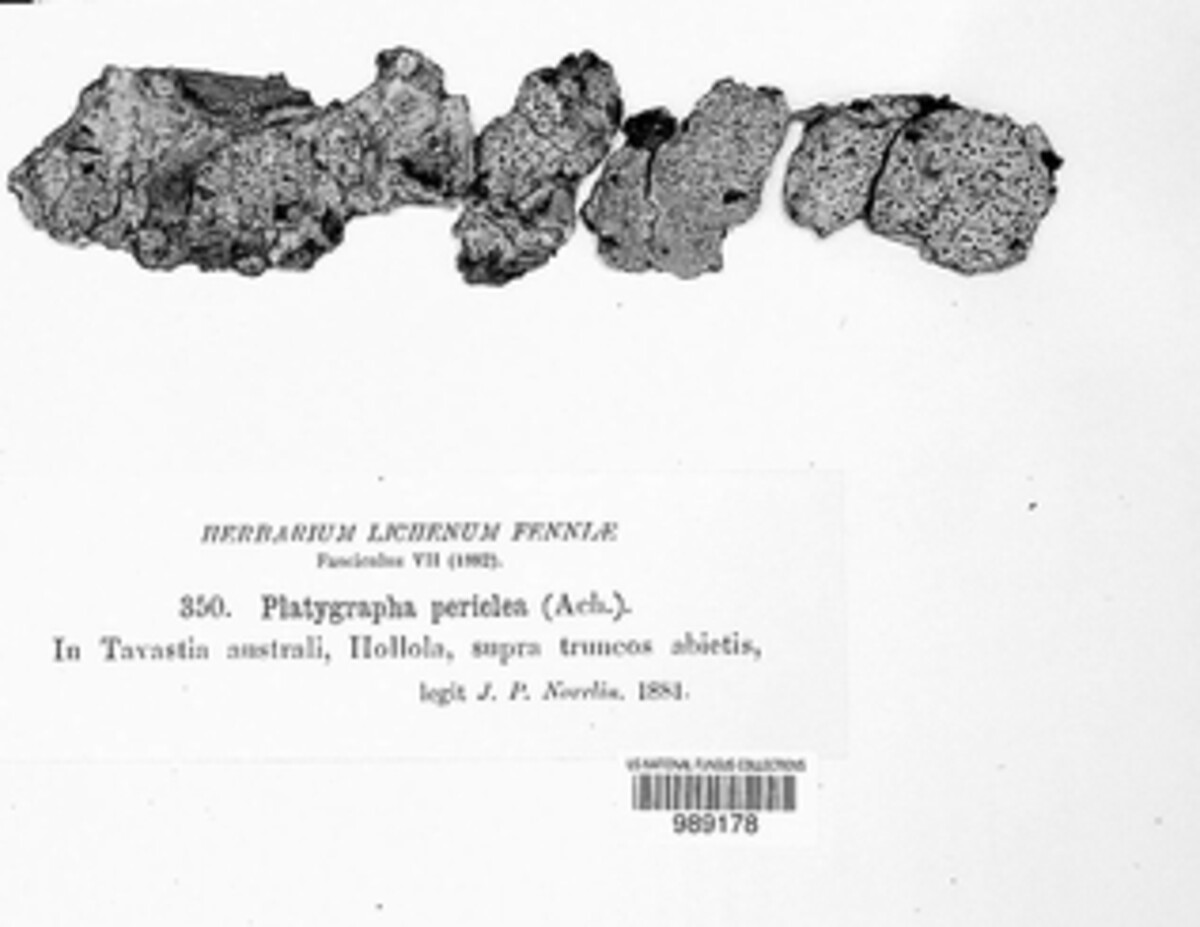 Lithographa graphidioides image